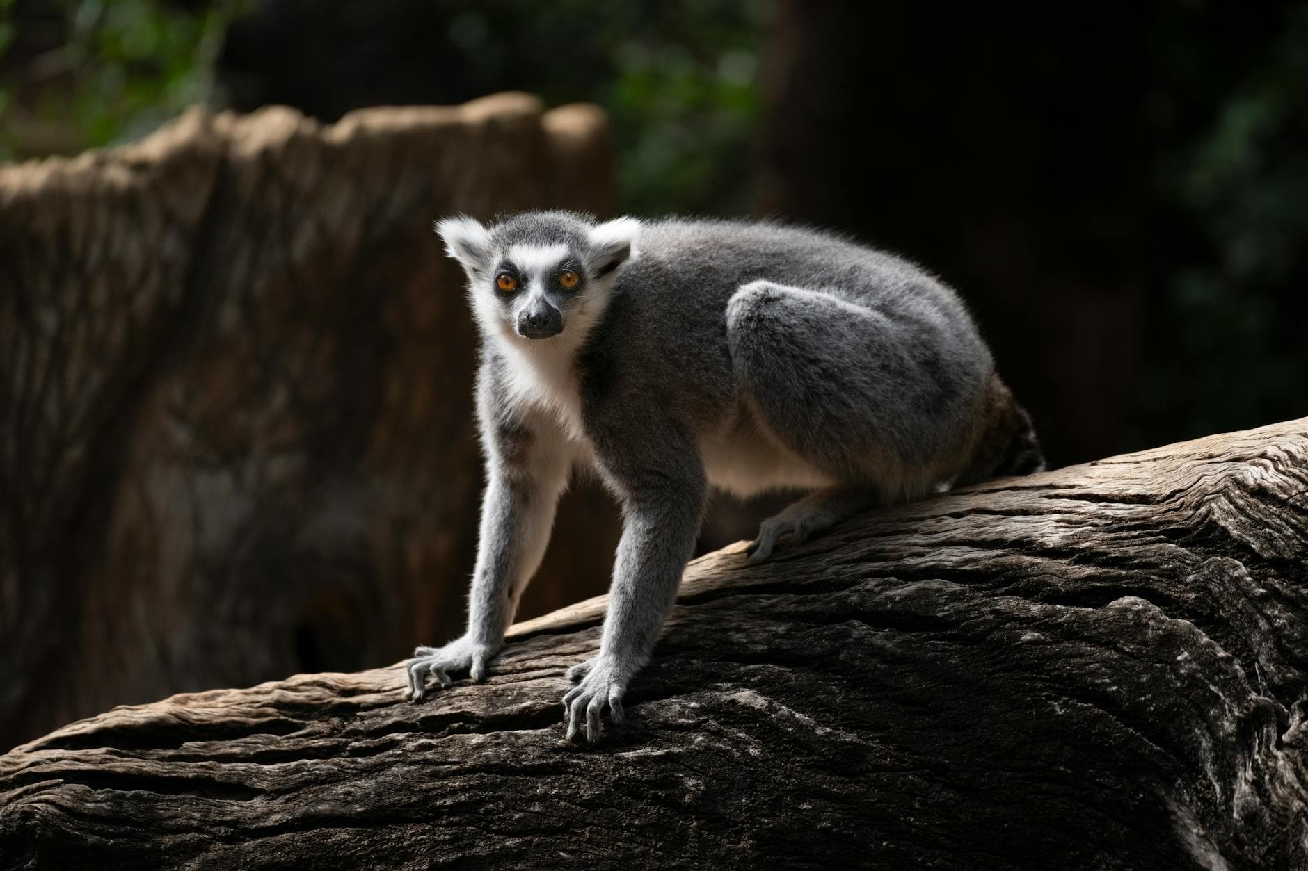 Australia Zoo